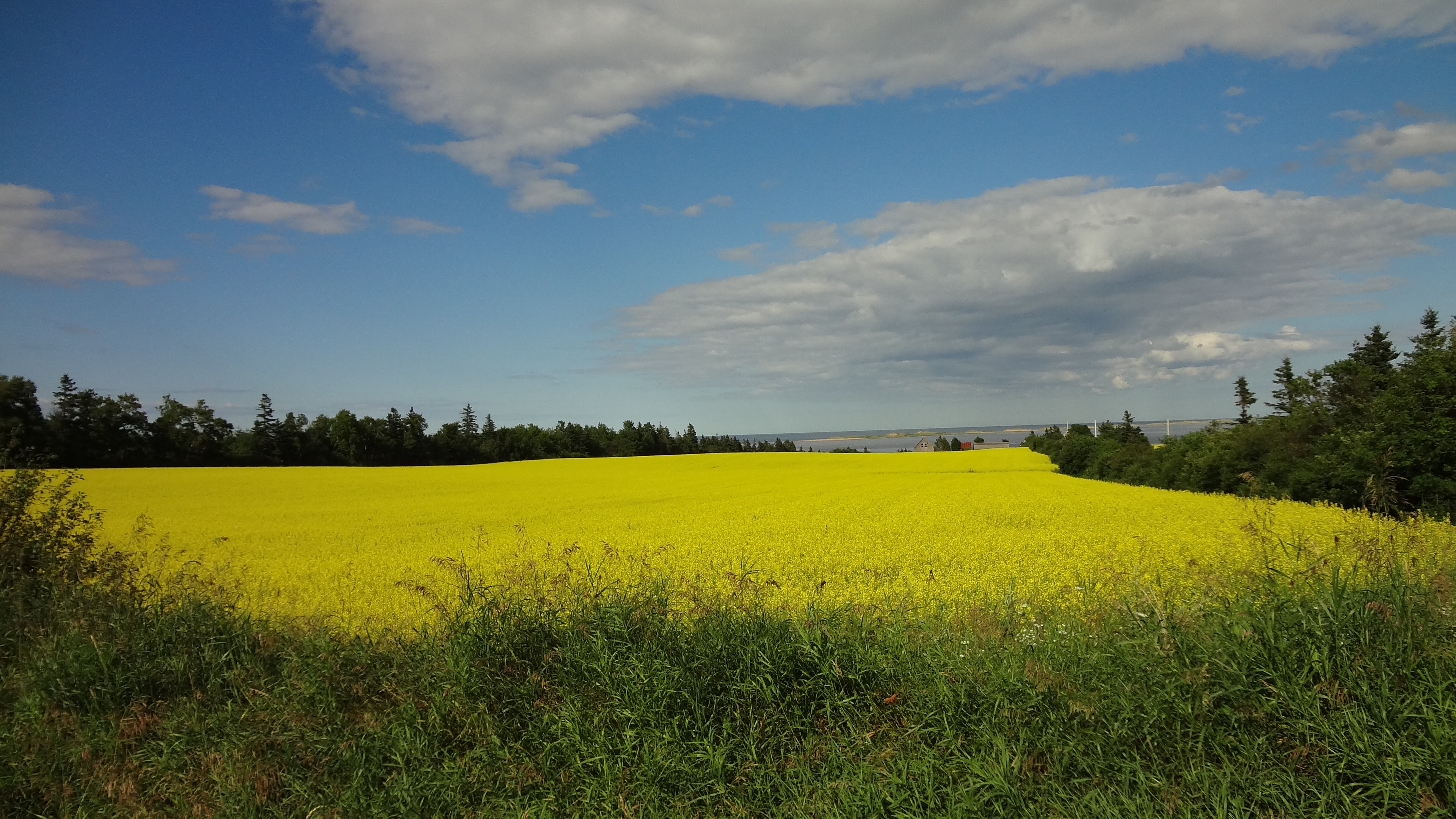 Champs Canola