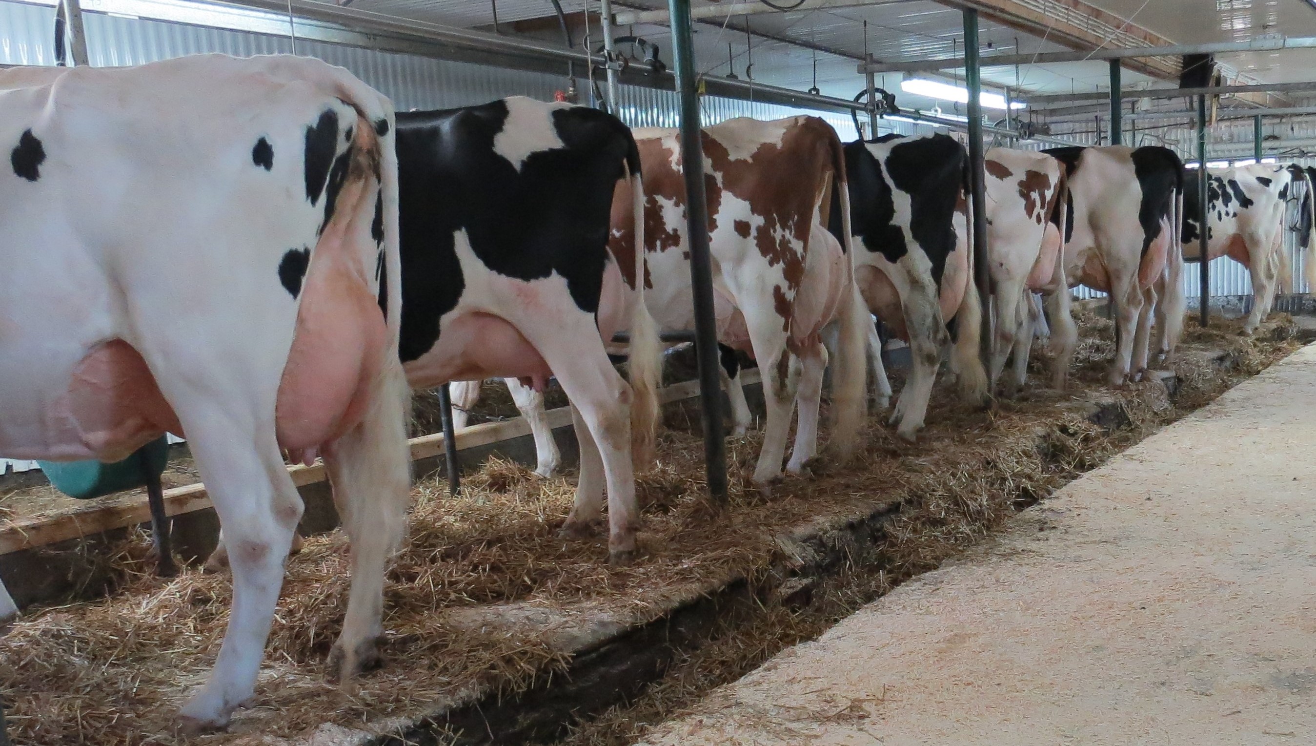Ferme de dimensions moyennes
